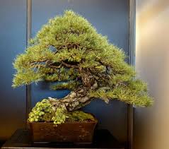 Bonsai Image By Bagus Wijaya On Bonsai Insp2 Plants Garden