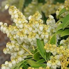 Arrosage par eau de pluie. Gardify