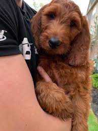 Newton The Irish Doodle Irish Doodle Red Poodles Doodle Dog