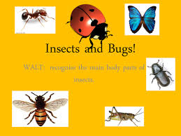 It includes six eyes (called stemmata), the mouthparts, the small antennae, and the spinnerets, from which the caterpillar produces silk. Identifying Insect Body Parts Teaching Resources