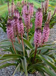 Image result for Andropogon eucomus