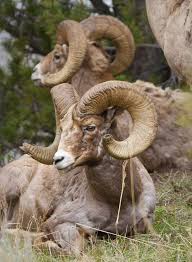 National Parks Kids Discover Animals Animals Beautiful Big Horn Sheep