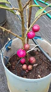 Raja Puli or Kokum can be called as one of the most used ingredient in  Konkani cooking. Almost every household at our native and Goa has a Kokum  tree....
