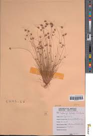 Image result for Bulbostylis trabeculata