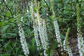 Image result for Hypoxis urceolata