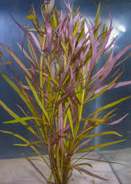 Image result for Pogostemon aquaticus