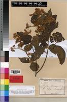 Image result for Dombeya kirkii