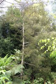 Image result for Huperzia dacrydioides