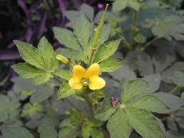 Image result for Cleomaceae