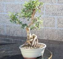 Chinese Elm - CT8003CE