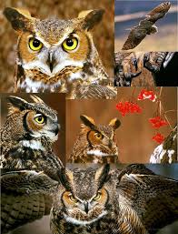 Aprendelta Educacion Ambiental Aprendelta Educacion Ambiental Lechuza Buho O Tecolote Estos Tres Nombres Suelen Utilizarse Para Hacer Referencia A Una Familia De Aves Que Si Bien Pertenece Al Orden De Las El nombre viene del náhuatl tecolotl. aprendelta educacion ambiental lechuza
