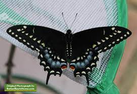 Chrysalis is diapausing (sleeping through the winter for eclosion in spring 2021). Black Swallowtail Butterfly Life Cycle Size Identification Photographs Of Swallowtail Eggs And Chrysalis