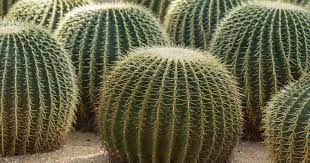 Growing Golden Barrel Cactus Hedgehog Cactus Care Guide Golden Barrel Cactus Cactus Care Barrel Cactus