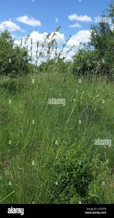 Image result for Cymbopogon pospischilii