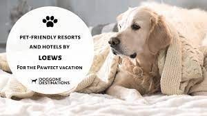 Instead, the company's stance on dogs in stores falls under their accessibility policy. lowe's accessibility policy outlines its commitment to making all of its locations accessible to all customers. Pet Friendly Resorts And Hotels By Loews For The Pawfect Vacation