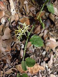 Image result for Orthanthera