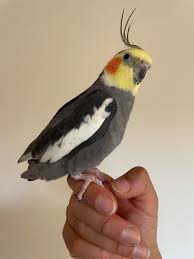 Cockatiel Care Sheet: Food, Habitat & Health | Petco