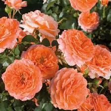 Image result for Isoglossa floribunda