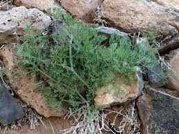 Image result for Fumaria abyssinica