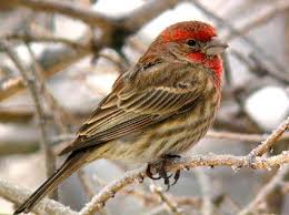 Brown Bird With Red Patch On Back Of Head Male House Finch Orangish Red Eyebrow And Throat With Grayish Auriculars Ear Patch Finch Pet Birds Birds