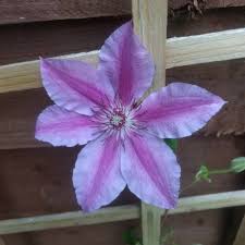 Sprout is an unincorporated community in nicholas county, kentucky, united states. Clematis Clematis Uploaded By Sprout