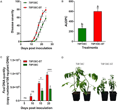 Image result for tomato seedling fusarium wilt