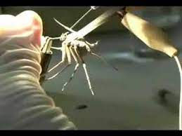 How to kill a venomous spider. Milking A Spider Youtube