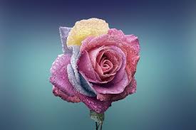 Beautiful purple and pink rose flower. 800 Beautiful Free Rose Wallpapers Hd Pixabay