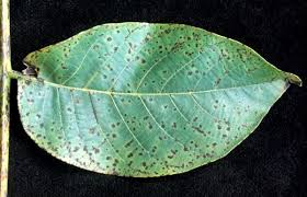 Image result for Walnut blight