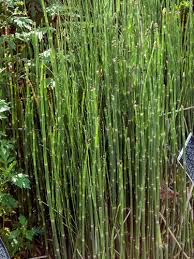 Image result for Equisetaceae