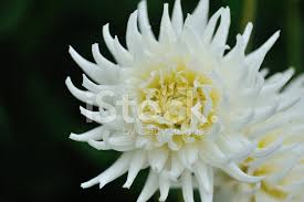Check spelling or type a new query. Weisse Garten Blumen Stockfotos Freeimages Com
