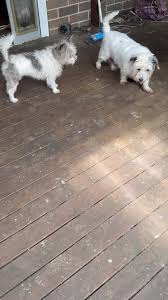 Judy Holmes and Marika Ginnings Gypsy has started to play with Nellie.  Nellie isn’t quite sure put Pete spotted them