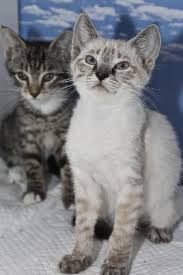 Blue, seal and tabby(lynx) point vet checked vaccinated and microchipped, litter trained,wormed and flea free Muncher The Lynx Point Siamese Kitten S Web Page