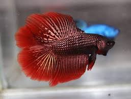 Delta tail betta fish are so called because it's shaped somewhat like the greek letter d, but on its so not all metallic looking betta are in fact 'dragon' and the name is often wrongly given to fish that are. Red Dragon Double Tail Betta Video Available Center Of Betta Fish For Sale