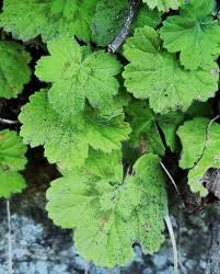 Image result for Pelargonium alchemilloides