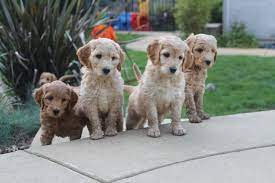 Our mothers are f1 or f1b miniature goldendoodles and our fathers are miniature poodles. Sharper Poodles And Doodles In San Francisco California