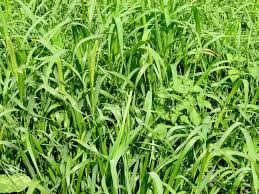 Image result for Setaria pseudaristata