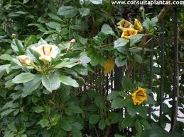 Image result for Solandra maxima