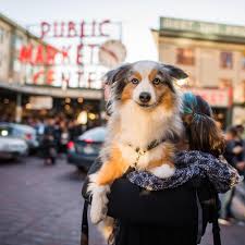 Call or email to arrange of visit. Rusty Miniature Australian Shepherd 8 Y O Pike Place Market Seattle Wa His Favorite Thing Miniature Australian Shepherd Australian Shepherd Large Dogs