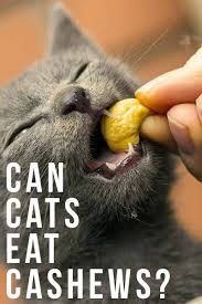 Cats should not eat cashews, let's get that out of the way straight away, but if you learn that they have eaten one or two, then you can stop worrying, because allergies aside, there shouldn't be any issues. Can Cats Eats Cashews
