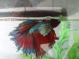 Swim Bladder Disorder Symptoms And Treatment My Aquarium Club
