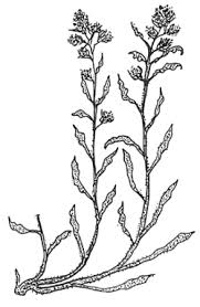 Image result for Gnaphalium polycaulon