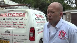 If you have a pest problem in your home or business property, we can now provide a full internal and external please note: Pest Control Portsmouth Fareham Gosport Havant Wasp Mole