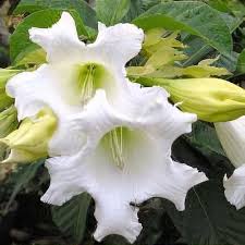 Image result for Beaumontia