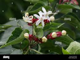Image result for Clerodendrum rotundifolium