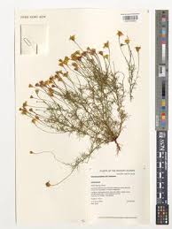 Image result for Dyssodia tenuiloba