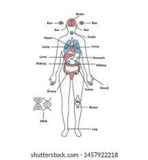 The external part is an earlobe. Female Human Anatomy Diagram Female Body Stock Illustration 1457922218