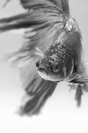 If your betta fish is laying on the bottom of the tank, not eating properly and breathing heavily then you are at the right place. Betta Fish Laying On Side When To Be Concerned Zenaquaria