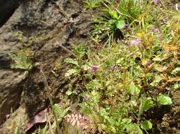 Image result for Canscora diffusa