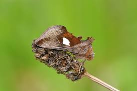 Image result for Autographa bractea
